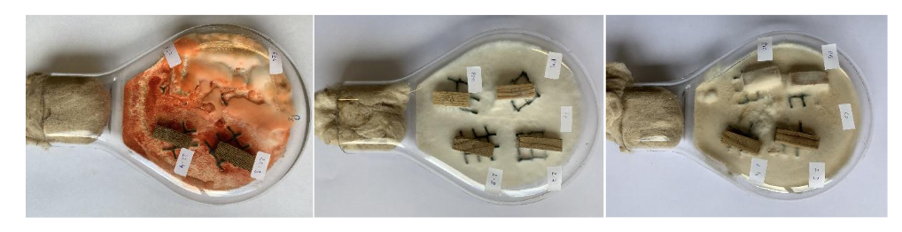 Ensaio de avaliação de resistência de provetes de postes de pinho bravo aos fungos de podridão: a) P. sanguineus; b) R. placenta; c) C. puteana
