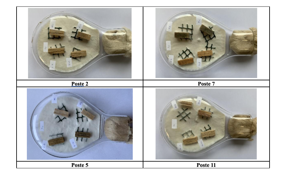 Ensaio de avaliação de resistência de provetes de postes de pinho bravo ao fungo de podridão R. placenta, no final das 8 semanas de exposição, para os diferentes provetes de postes ensaiados (dois provetes em posição inferior em cada imagem), e respetivos controlos (dois provetes em posição superior em cada imagem)